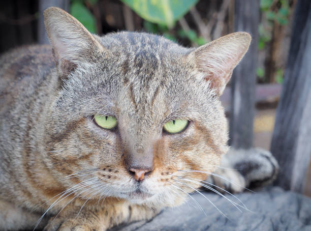 Feline chronic kidney disease (CKD) is more common in older cats