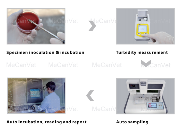 Avto Microbial ID/AST system workflow