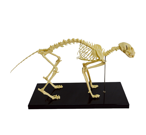 Cat skeleton teaching model on a black stand.