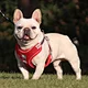 Breathable Dog Harness & Leash
