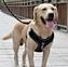 breathable harness