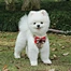breathable dog harness