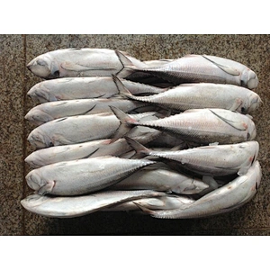 horse mackerel