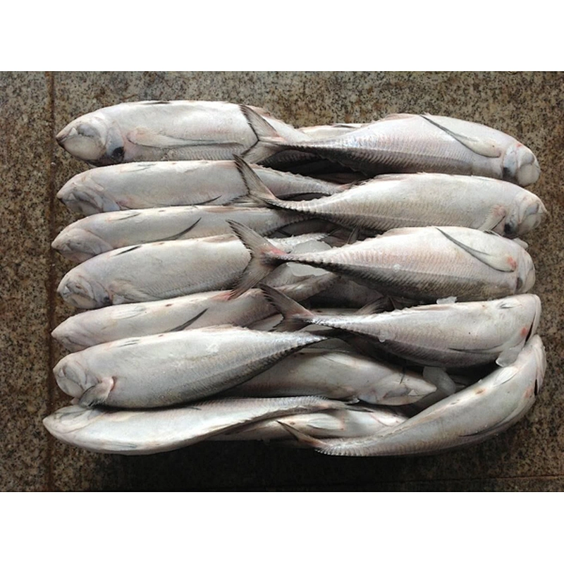 horse mackerel