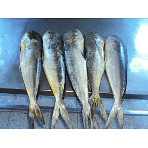 Mahi mahi