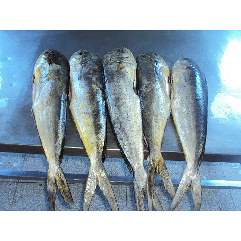 Mahi mahi