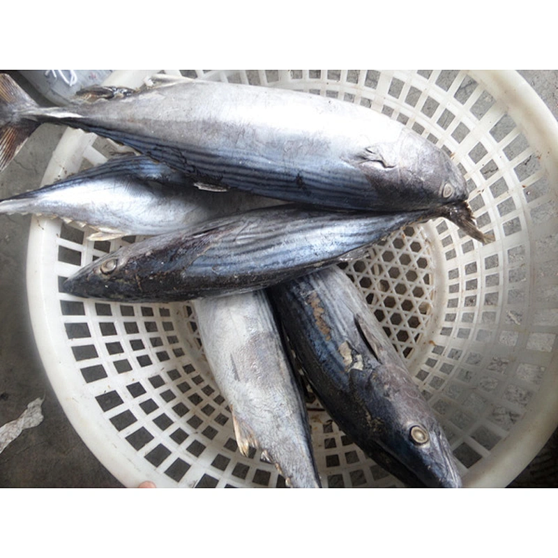 stripped bonito tuna
