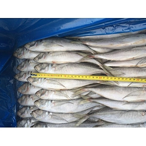 horse mackerel