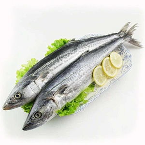 spanish mackerel