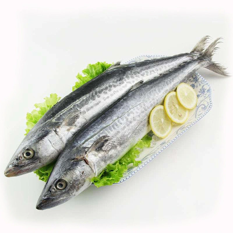 spanish mackerel