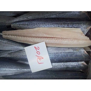 spanish mackerel