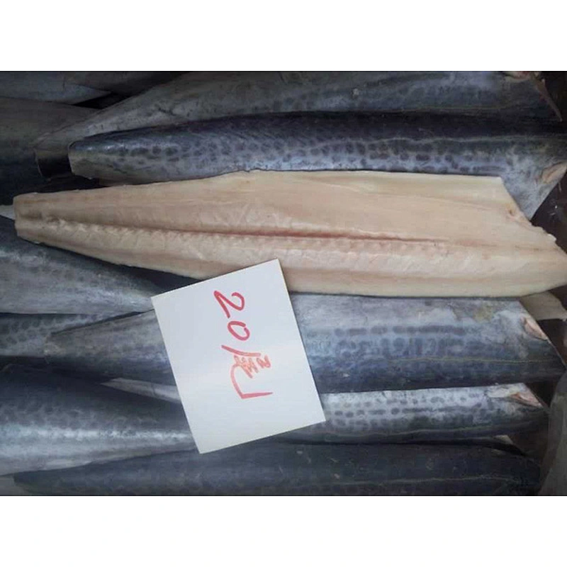 spanish mackerel
