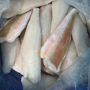 Red gurnard