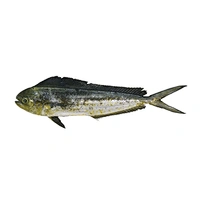 Mahi mahi