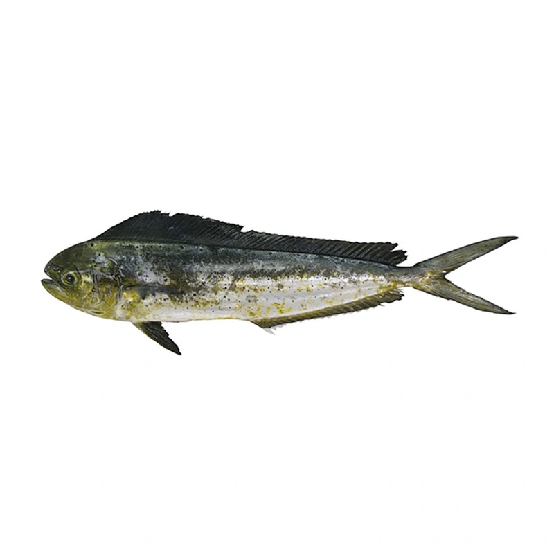 Mahi mahi