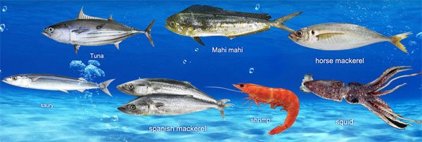 mbanner