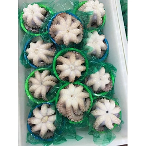 octopus