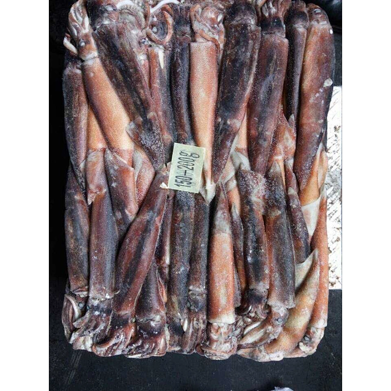squid