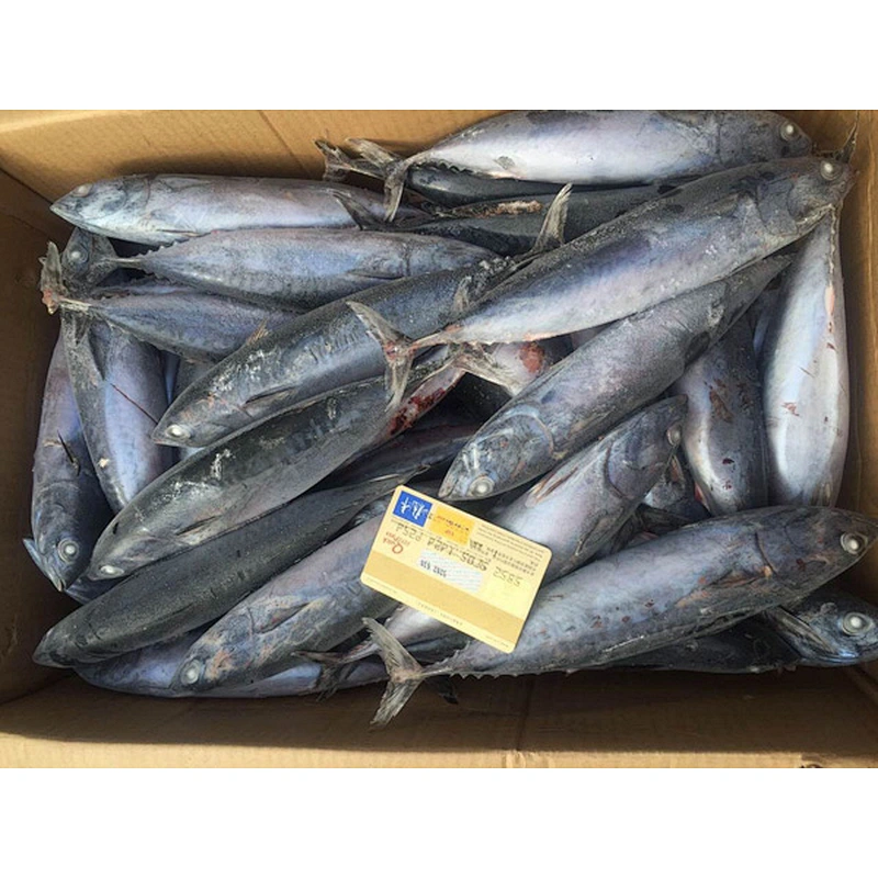 bonito tuna