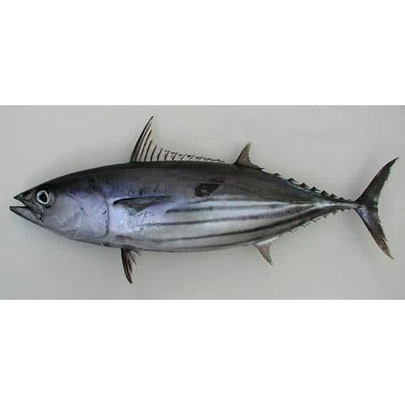 Skipjack