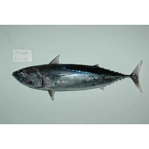bonito tuna