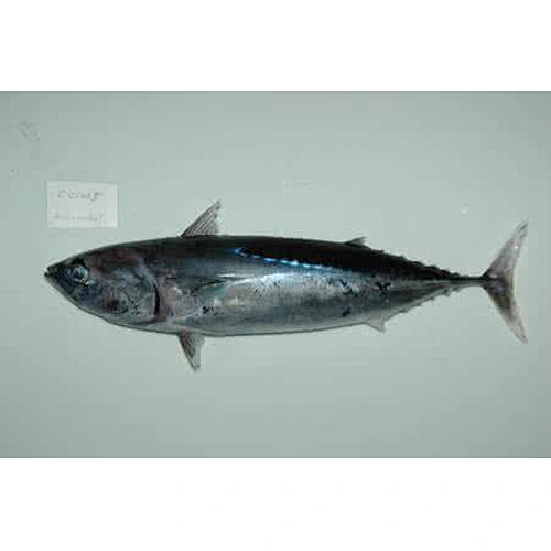 bonito tuna