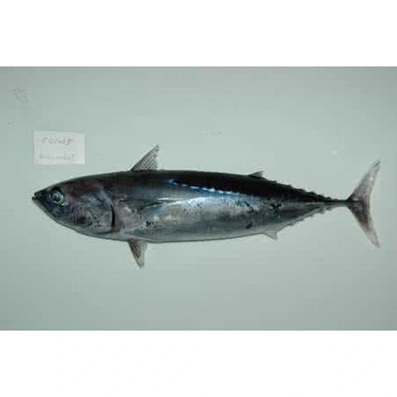 bonito tuna