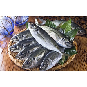 horse mackerel