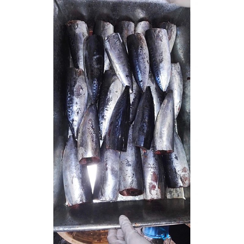 bonito tuna