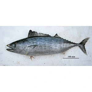 stripped bonito tuna