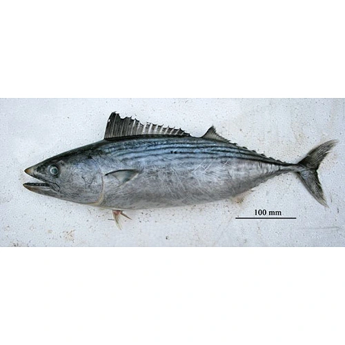 stripped bonito tuna