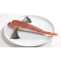 Red gurnard