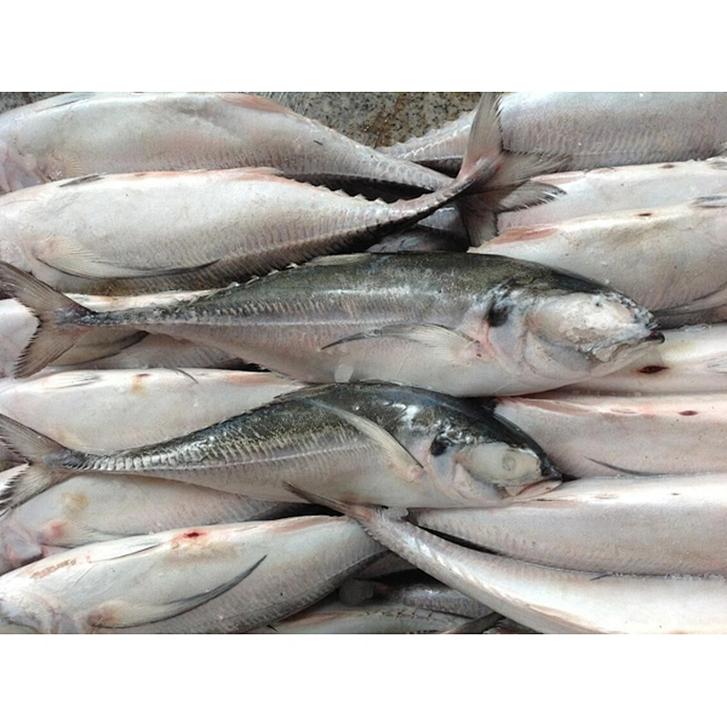 horse mackerel
