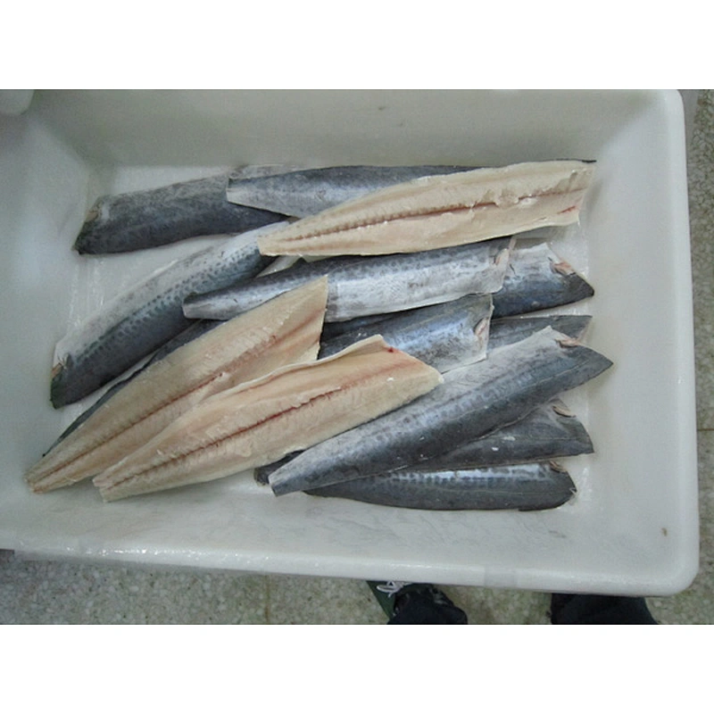 spanish mackerel