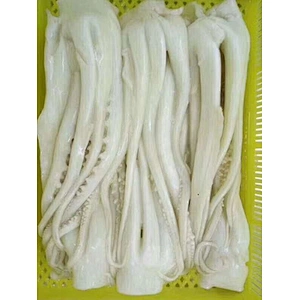 squid