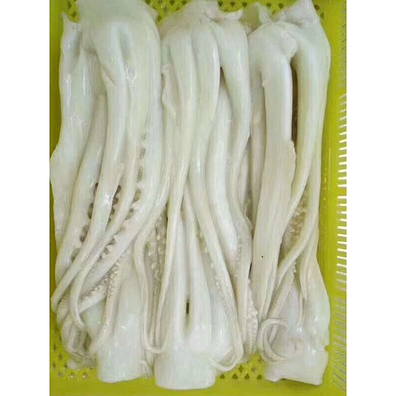 squid