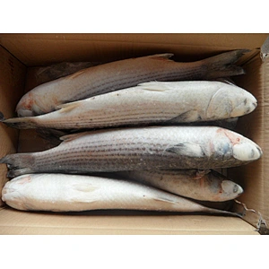 grey mullet