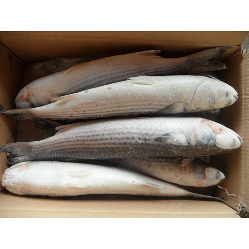 grey mullet