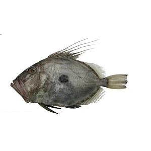 John dory