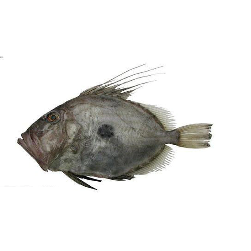 John dory