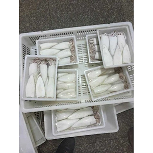 squid