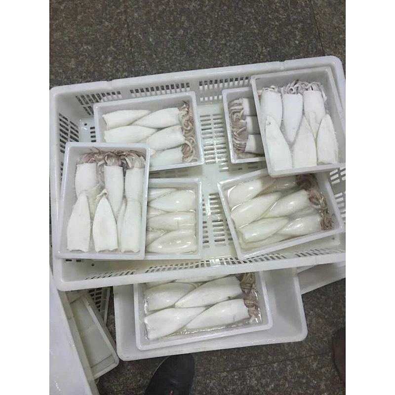 squid
