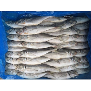 horse mackerel