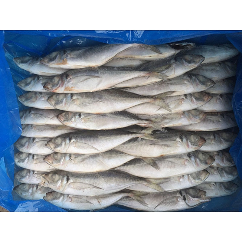 horse mackerel