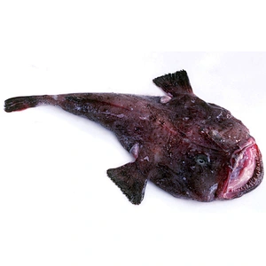 Monkfish