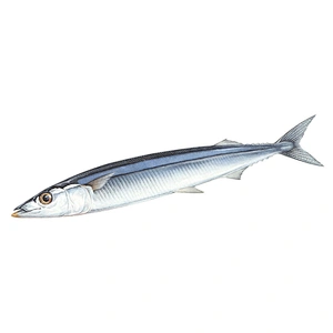 saury