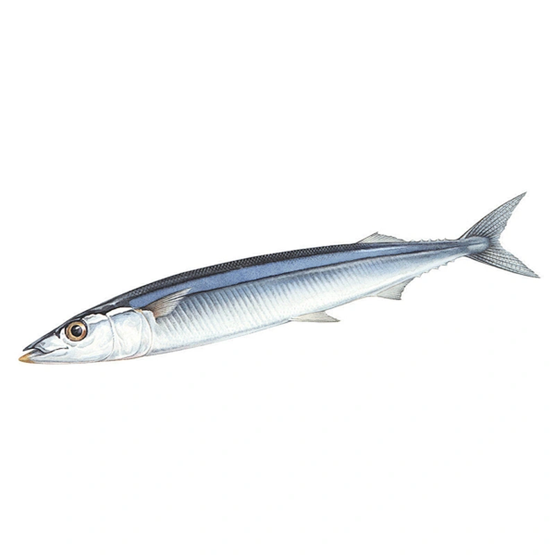 saury
