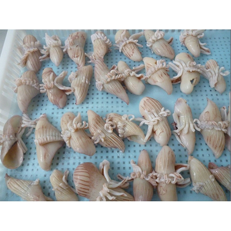 squid