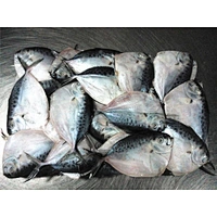 moonfish