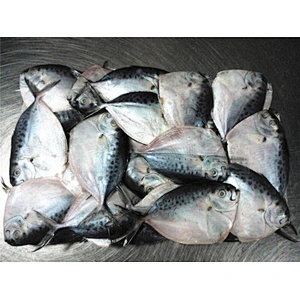 moonfish